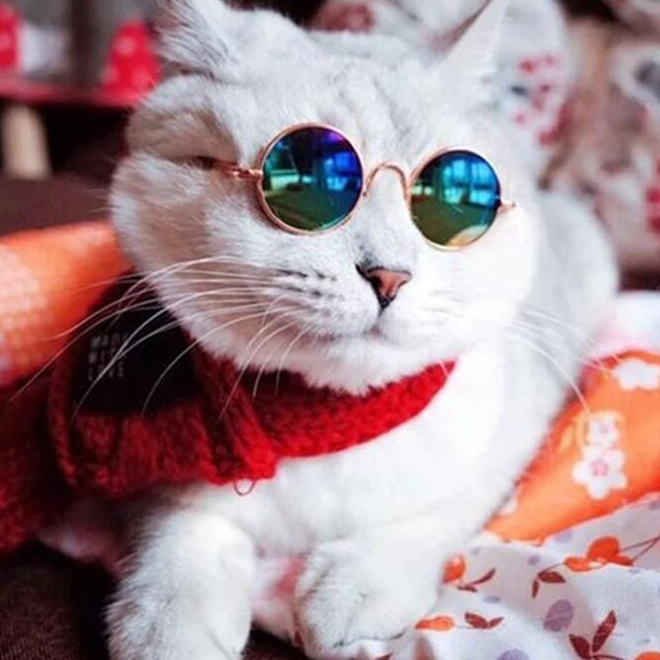 Fashion Cat Sunglasses